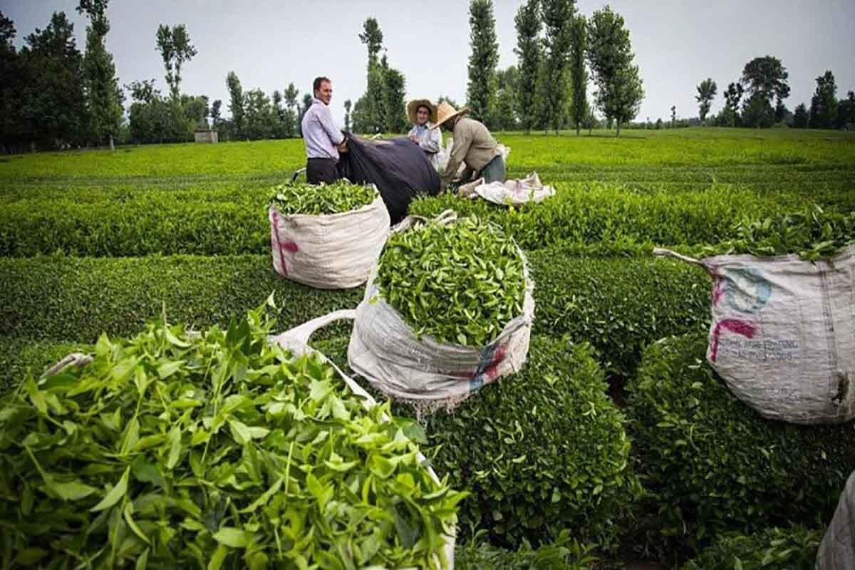 تولید داخلی چای نیاز بازار را تامین نمی‌کند