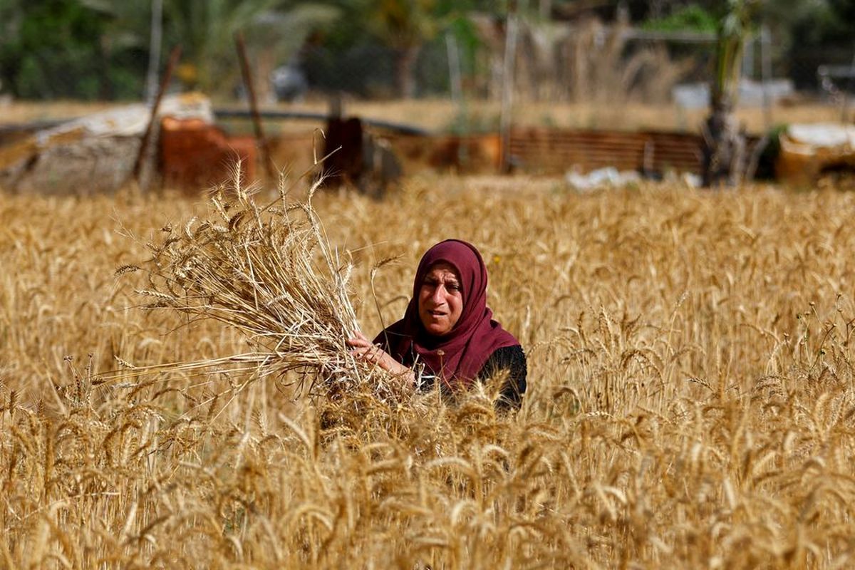 چرا دولت محصول گندمکاران را ارزان می‌خرد؟