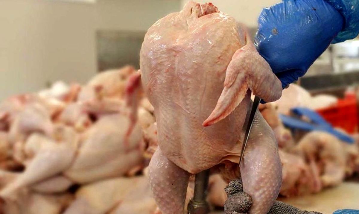قیمت مرغ در بازار واقعا چقدر است؟