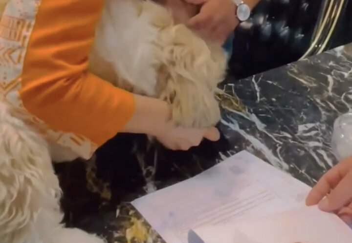 پلمب دفتر املاک به دلیل انتقال آپارتمان به‌نام یک سگ