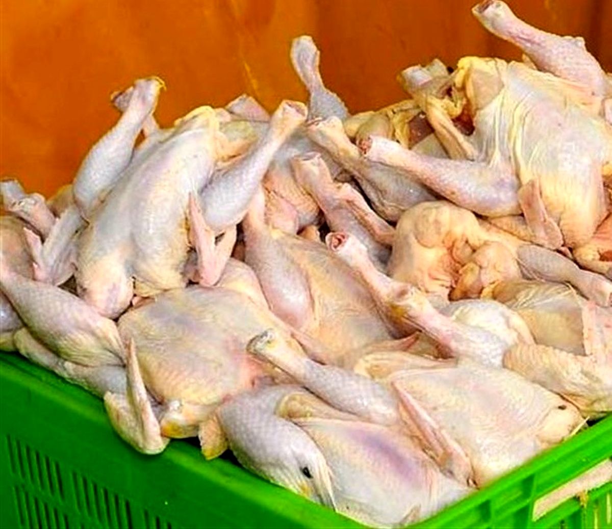 ریزش قیمت مرغ در راه است!
