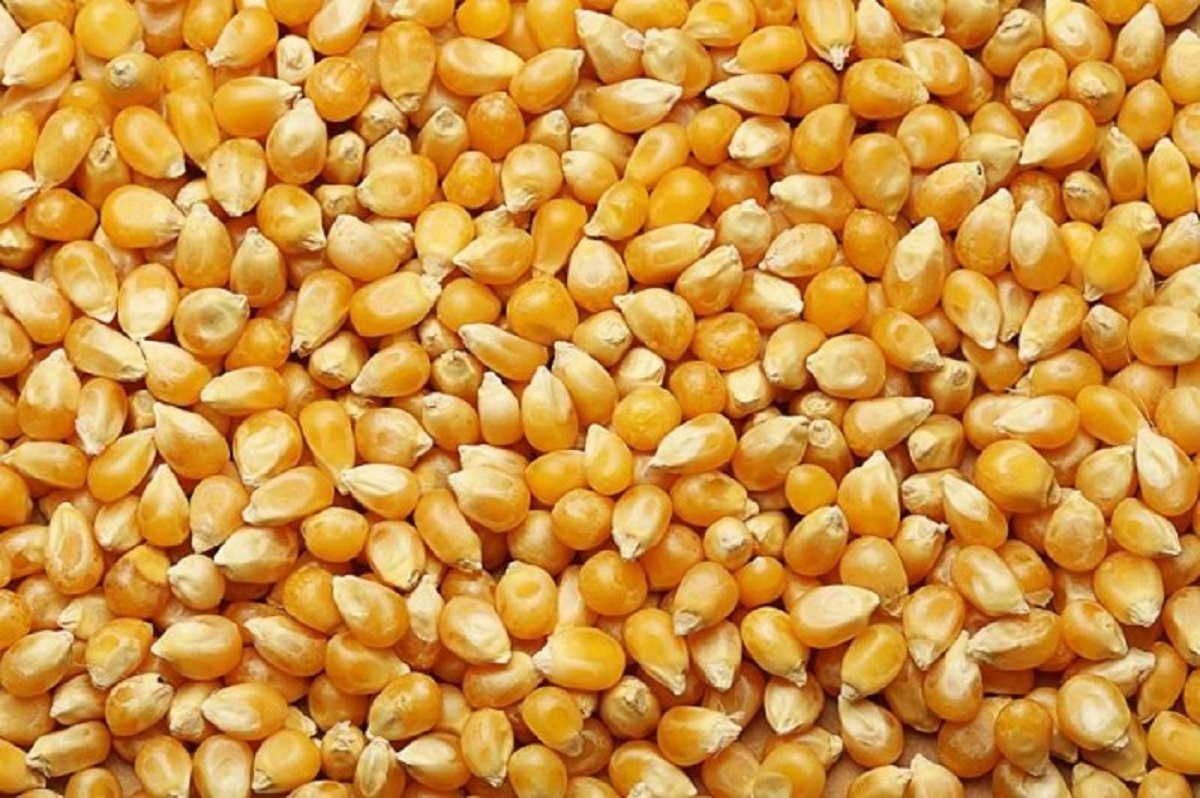 ذرت