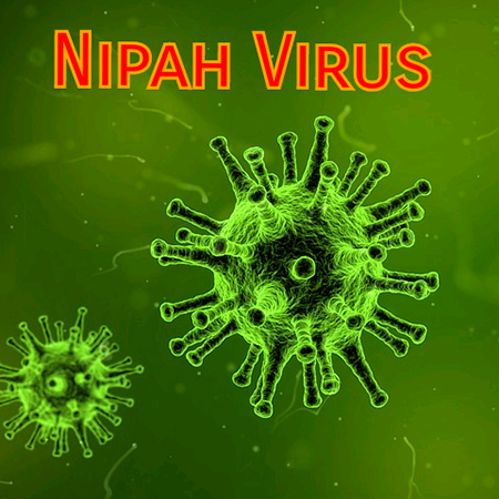 ویروس نیپا چیست؟ علایم و درمان ویروس نیپا