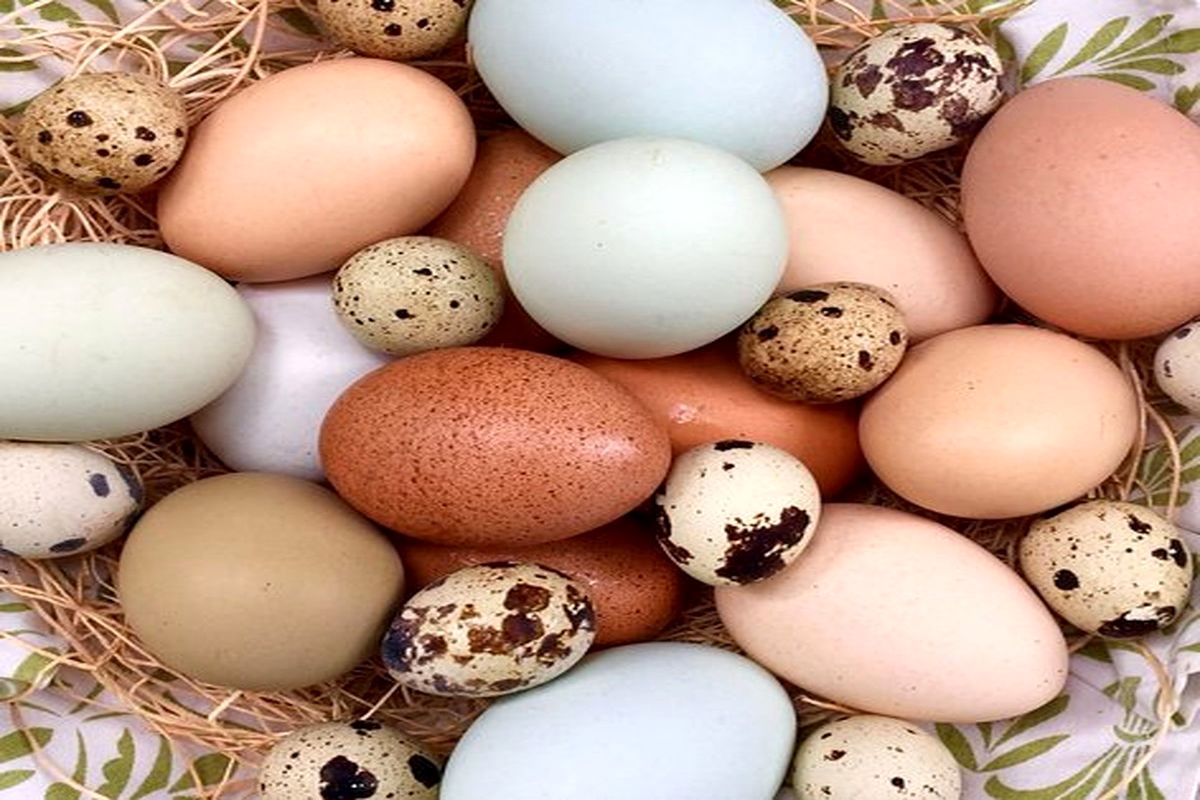 قیمت انواع تخم پرندگان در بازار + جدول