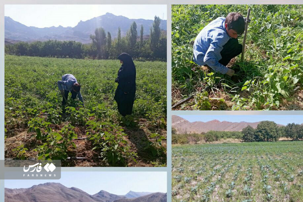 گران قیمت‌ترین میوه ایران