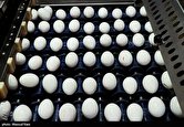 ایران رکورد صادرات تخم مرغ را شکست