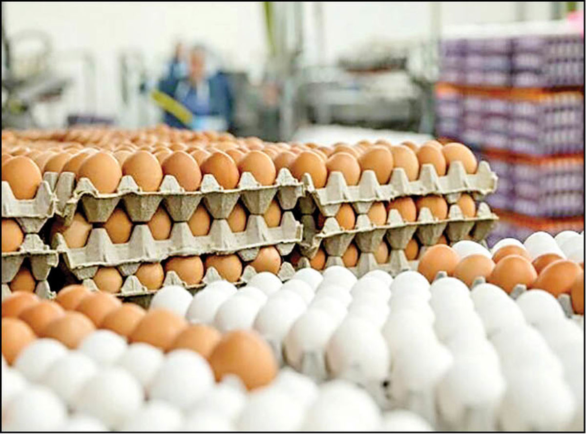اظهارنظر رییس اتحادیه مرغداران درباره قیمت تخم‌مرغ