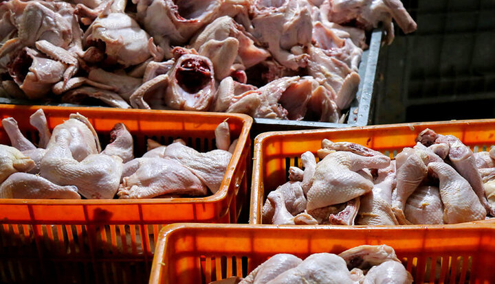 نگرانی مرغداران از کاهش قیمت مرغ