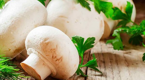 فواید بی نظیر قارچ برای تقویت حافظه فواید بی نظیر قارچ برای تقویت حافظه