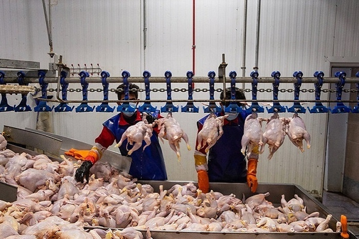 قیمت مرغ و گوشت از کشتارگاه تا بازار چقدر است؟