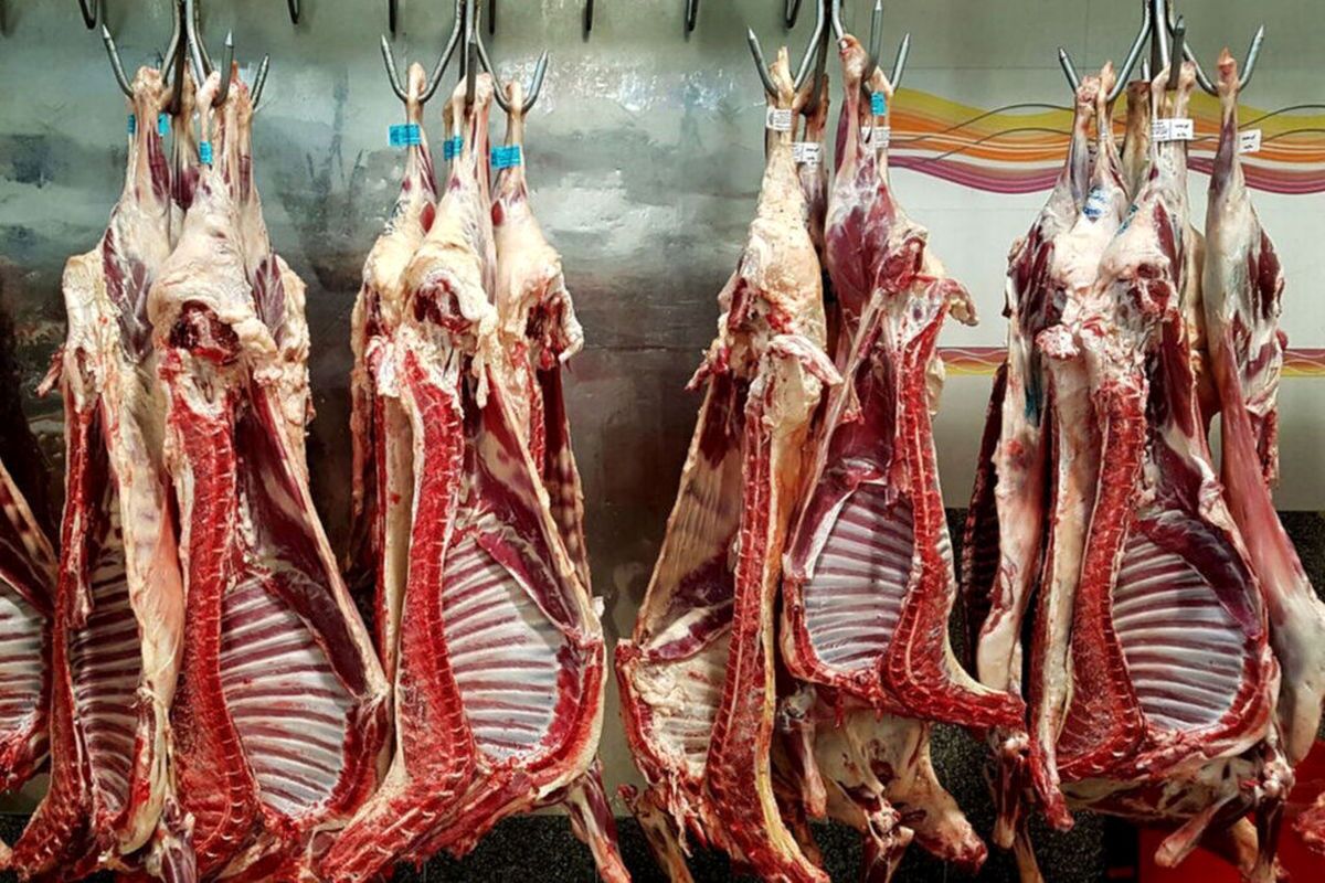 افزایش تولید گوشت قرمز در کشور