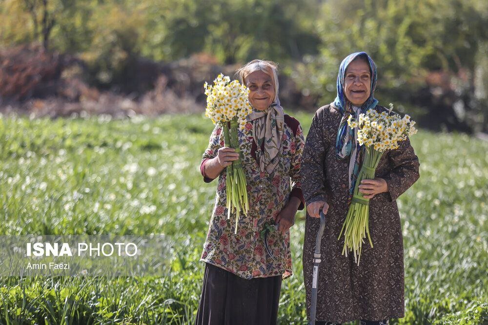 تصاویری جالب از برداشت گل