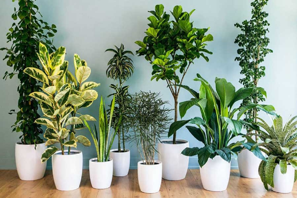 گیاهان مناسب خانه کدامند؟