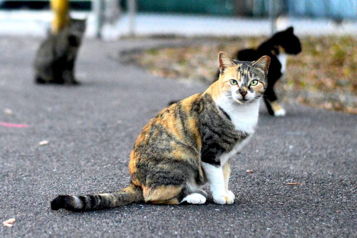 وجود ویروس ایدز گربه‌ای در میان گربه‌های پایتخت