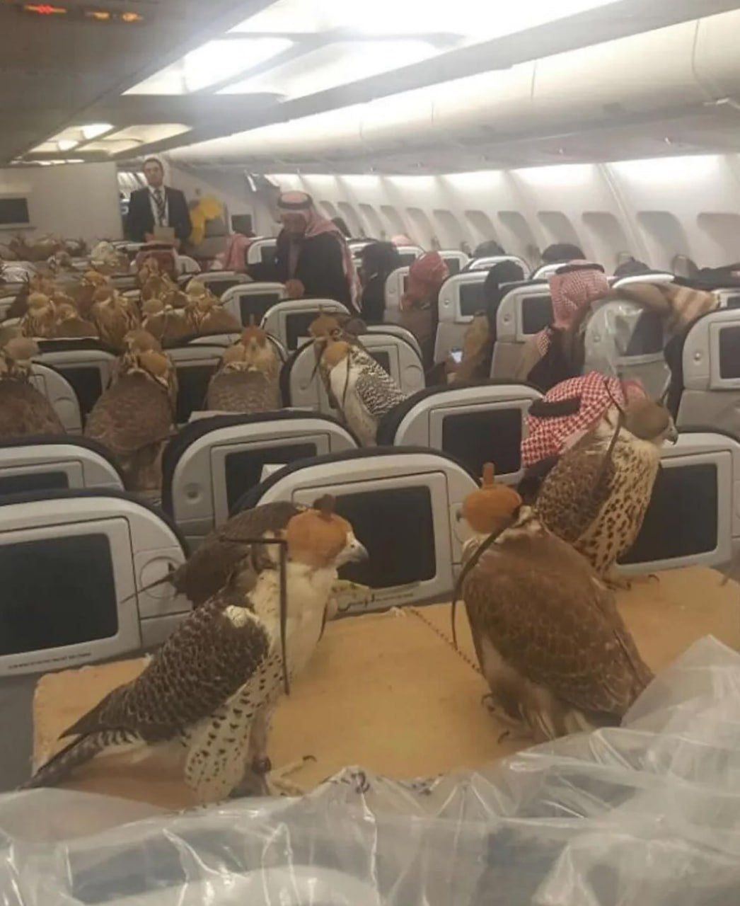 ولخرجی عجیب یک شاهزاده سعودی برای ۸۰ شاهین اش