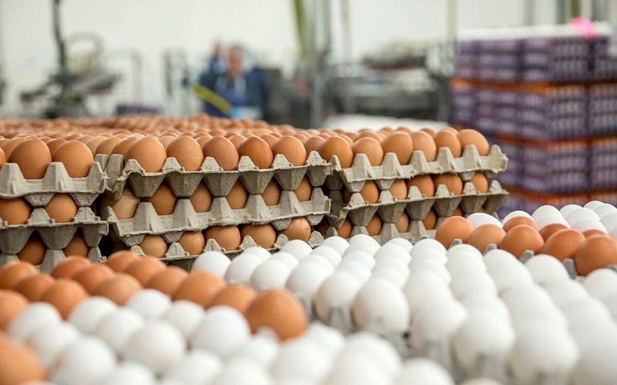 افزایش ۵ هزار تنی تولید تخم مرغ در آذرماه