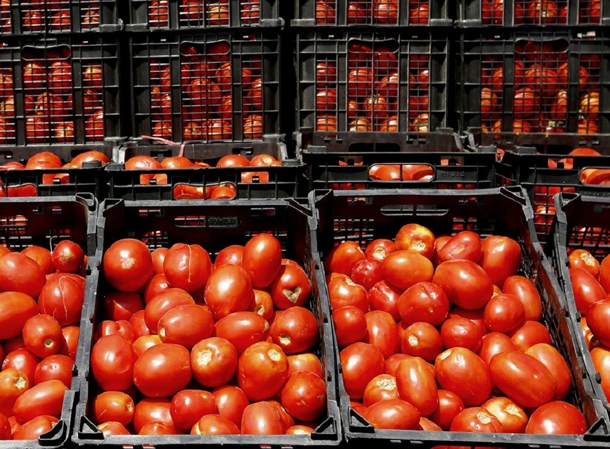 سبقت گوجه از دلار؛ علت افزایش قیمت گوجه‌فرنگی چیست؟