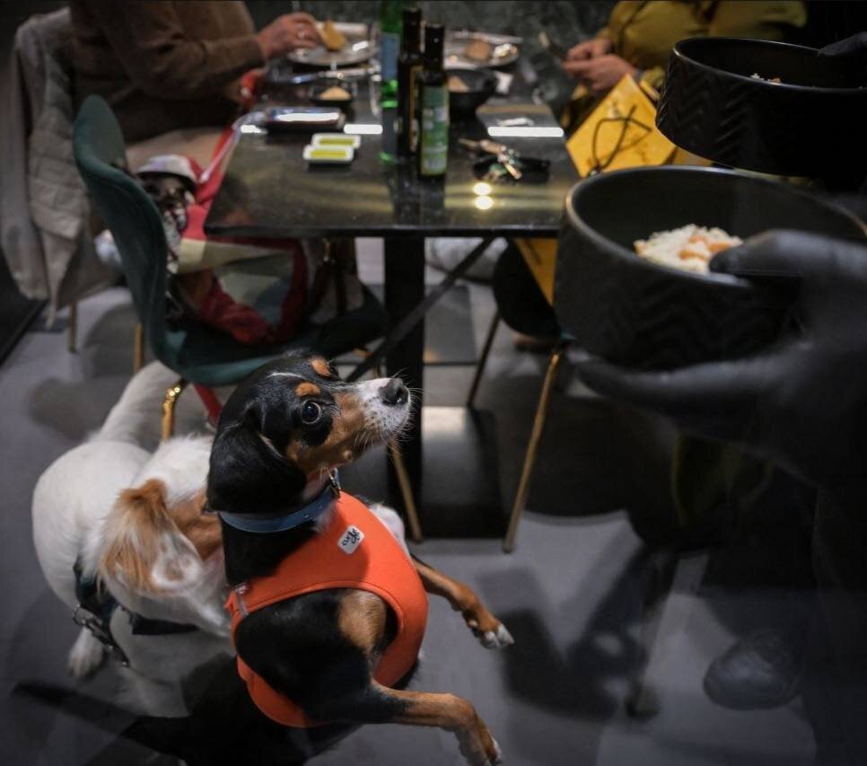 عکس/ بازگشایی نخستین رستوران سگ‌ها در ایتالیا