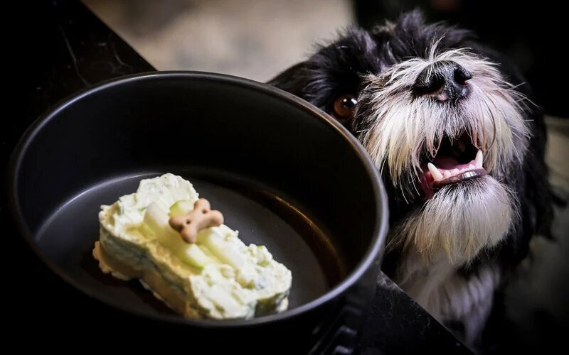عکس/ بازگشایی نخستین رستوران سگ‌ها در ایتالیا