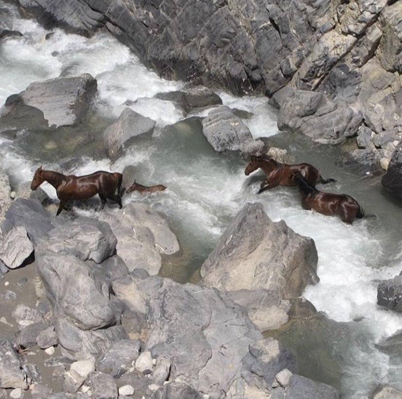 عکس/ اسب‌های زیبای وحشی در استان لرستان