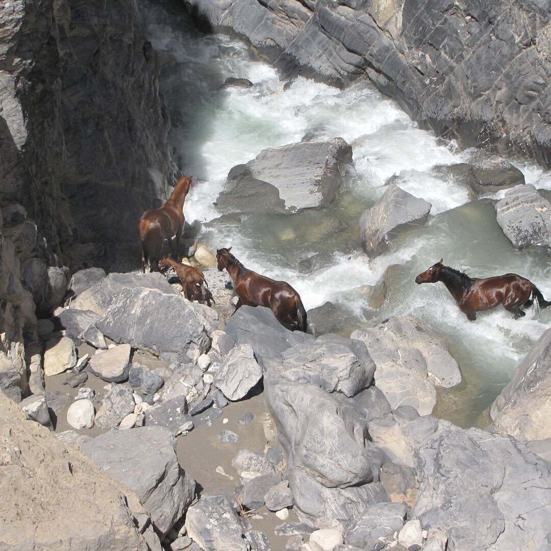 عکس/ اسب‌های زیبای وحشی در استان لرستان
