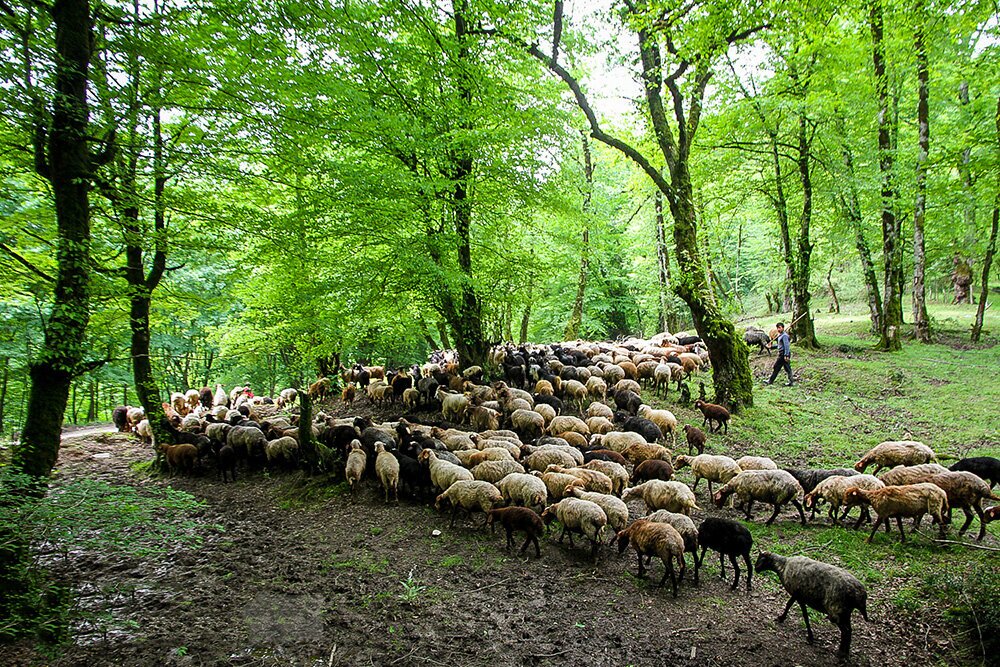 جنگل‌های ایران