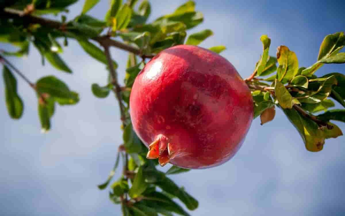 تمام خواص و فواید خوردن انار برای بدن