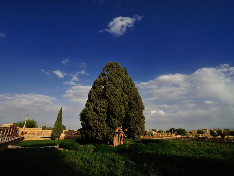 زیبایی سرو ۵۵۰۰ ساله ابرکوه یزد از پیرترین جانداران جهان