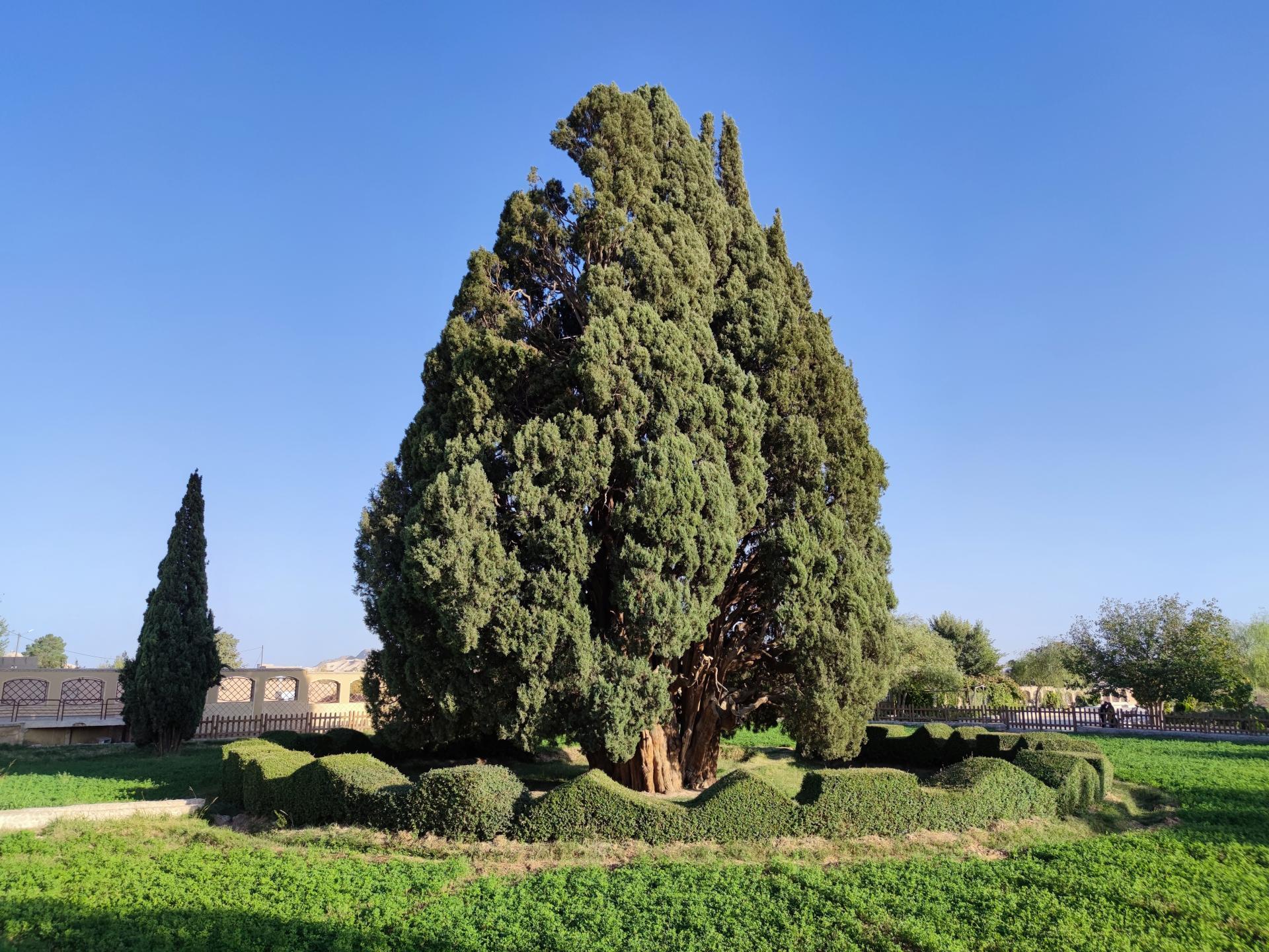 زیبایی سرو ۵۵۰۰ ساله ابرکوه یزد از پیرترین جانداران جهان