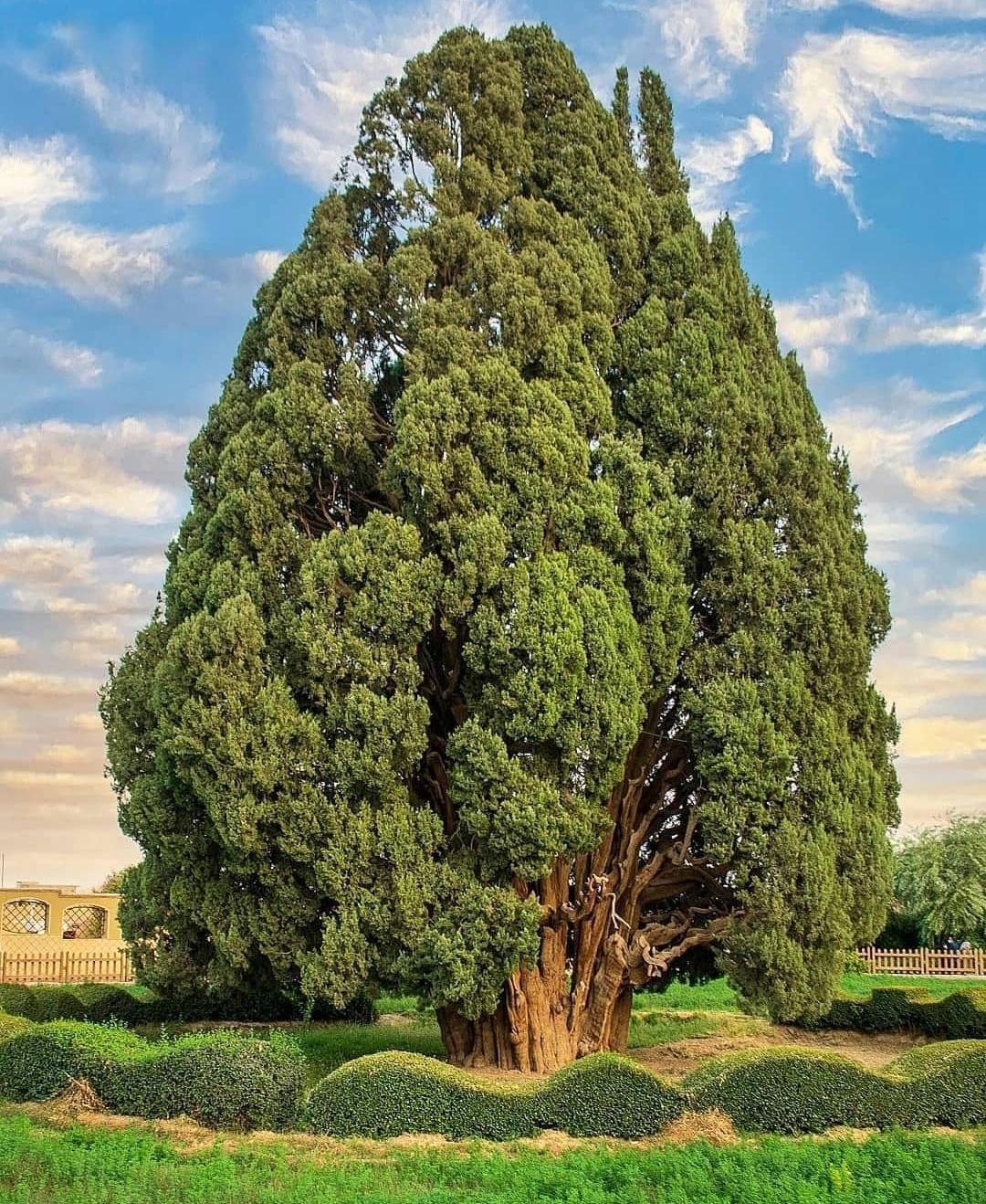 زیبایی سرو ۵۵۰۰ ساله ابرکوه یزد از پیرترین جانداران جهان