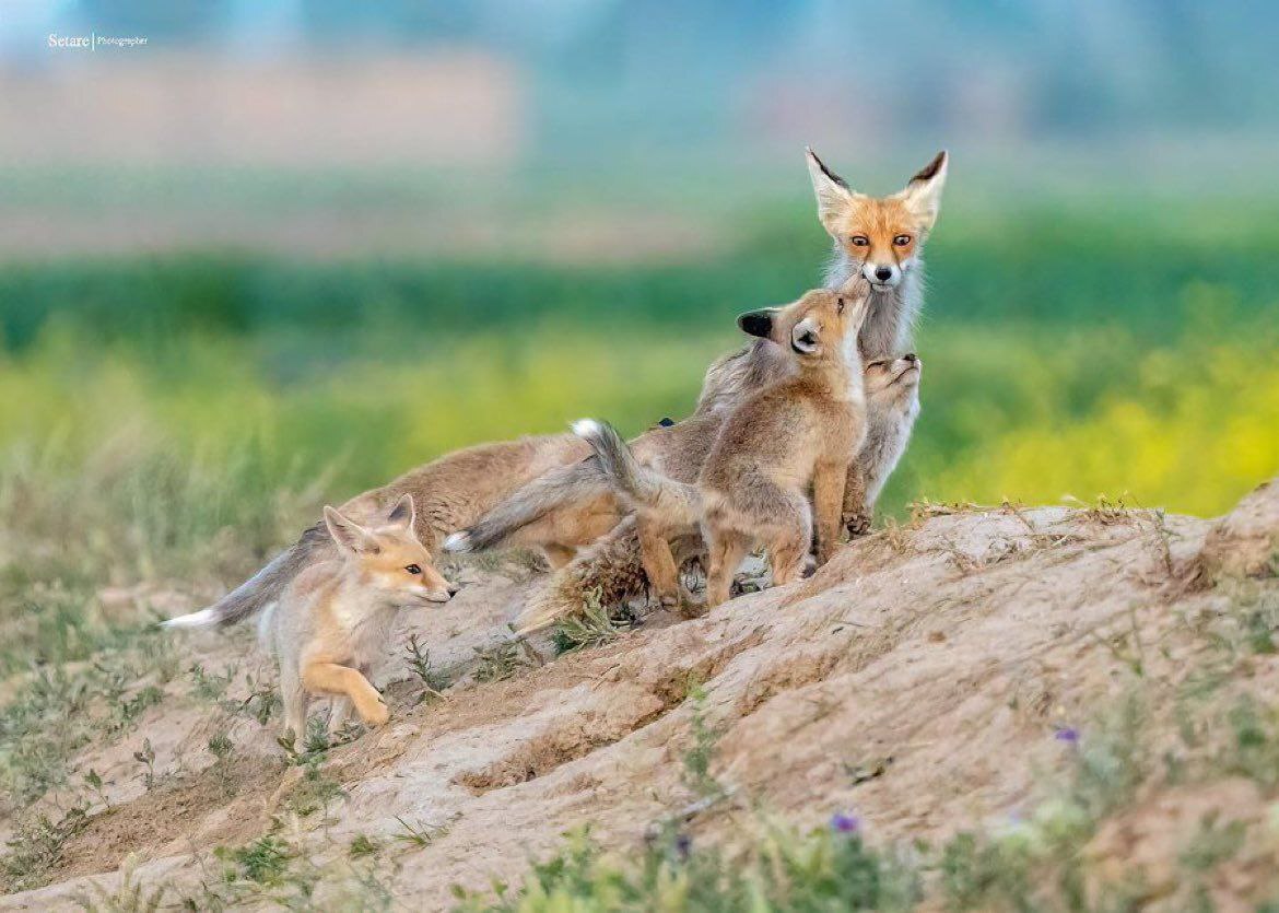 یک خانواده زیبای روباه با فرزندانش در ملایر