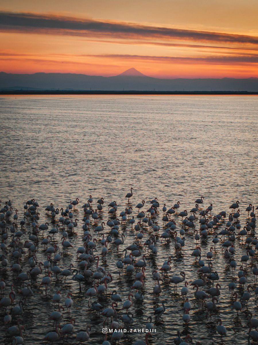 دورنمای دماوند با نمایی نزدیک از فلامینگو‌ها