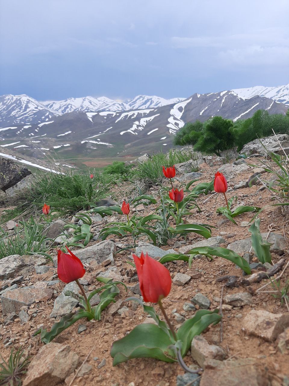 عکس/زیبایی بهار در دیواندره کردستان