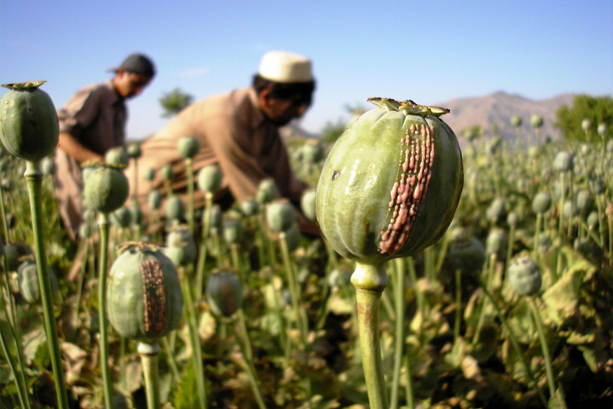 ماجرای کاهش تولید تریاک در افغانستان