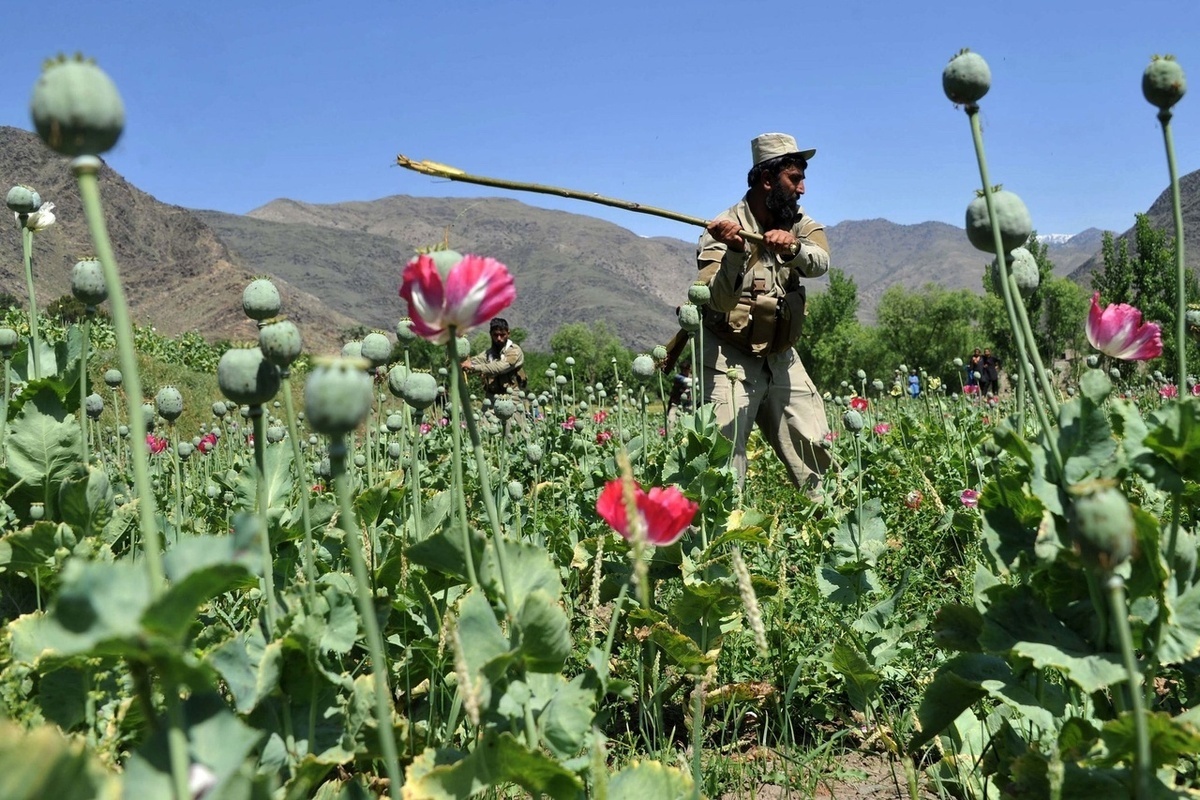 کشت تریاک در افغانستان