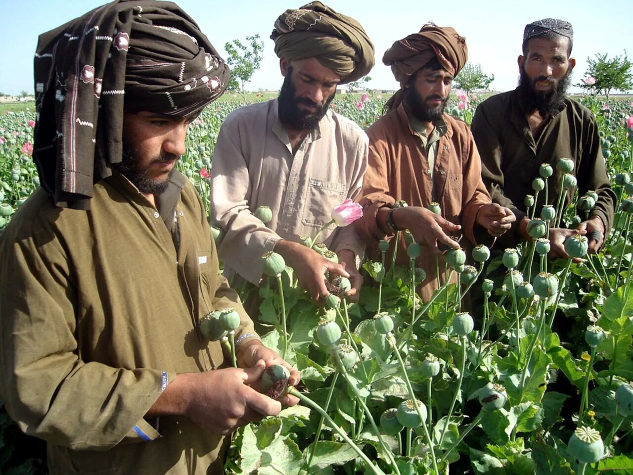 نگاهی به وضعیت کشت تریاک در افغانستان