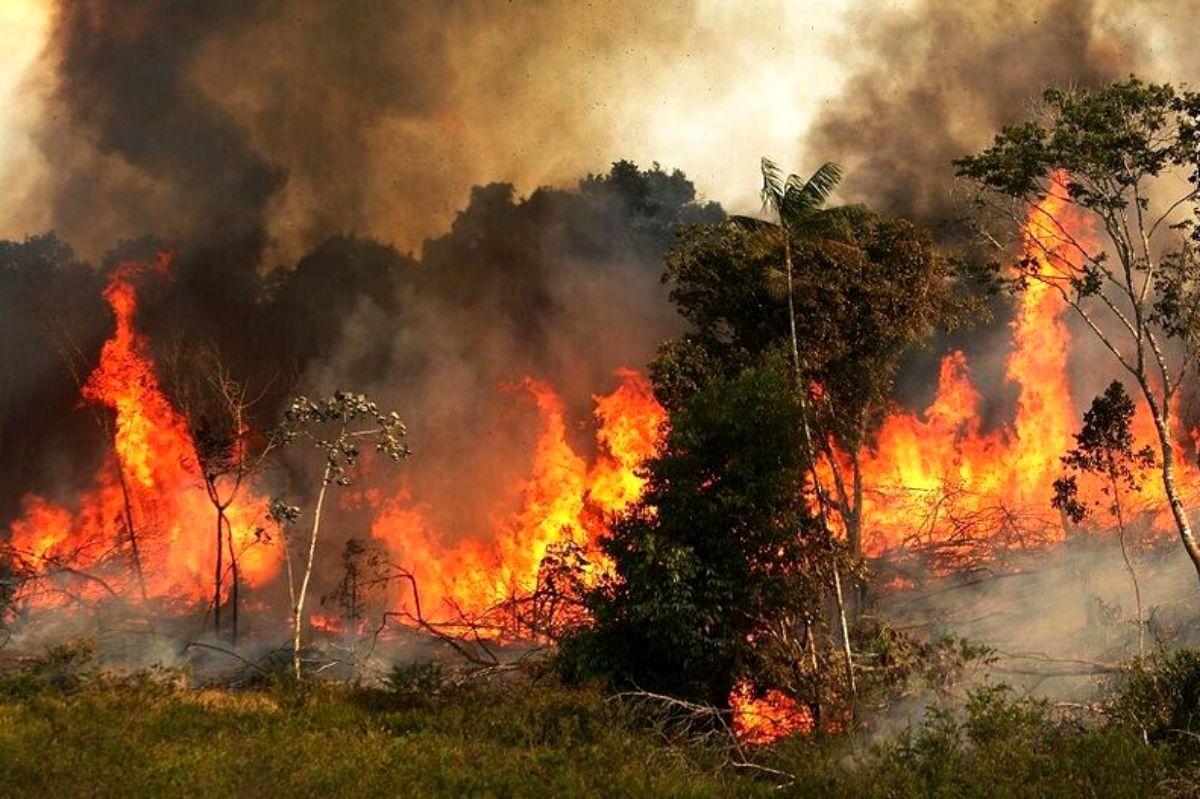 خسارت مالی آتش سوزی جنگل ها