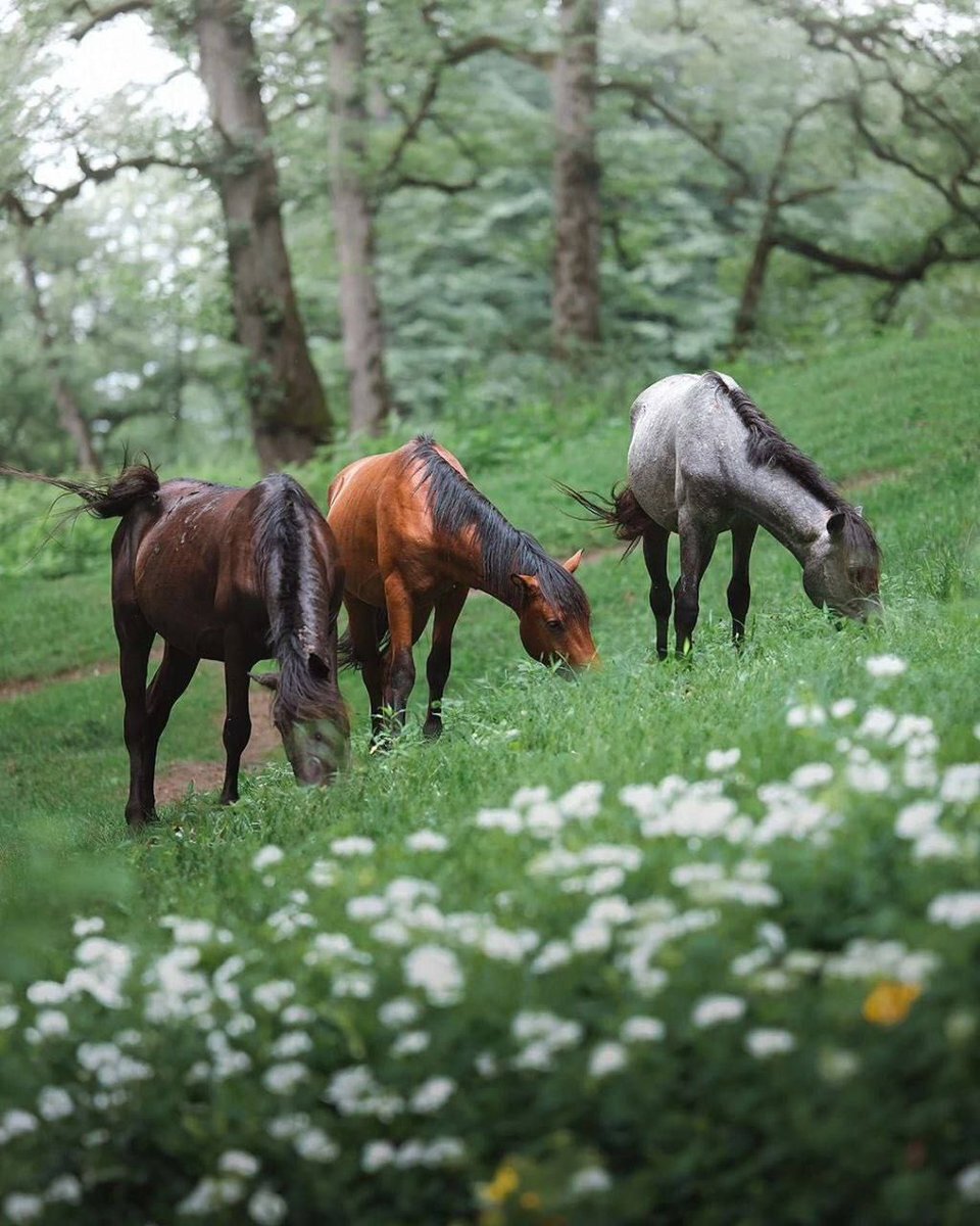 عکس/اسب های وحشی در جنگل های هیرکانی مازندران