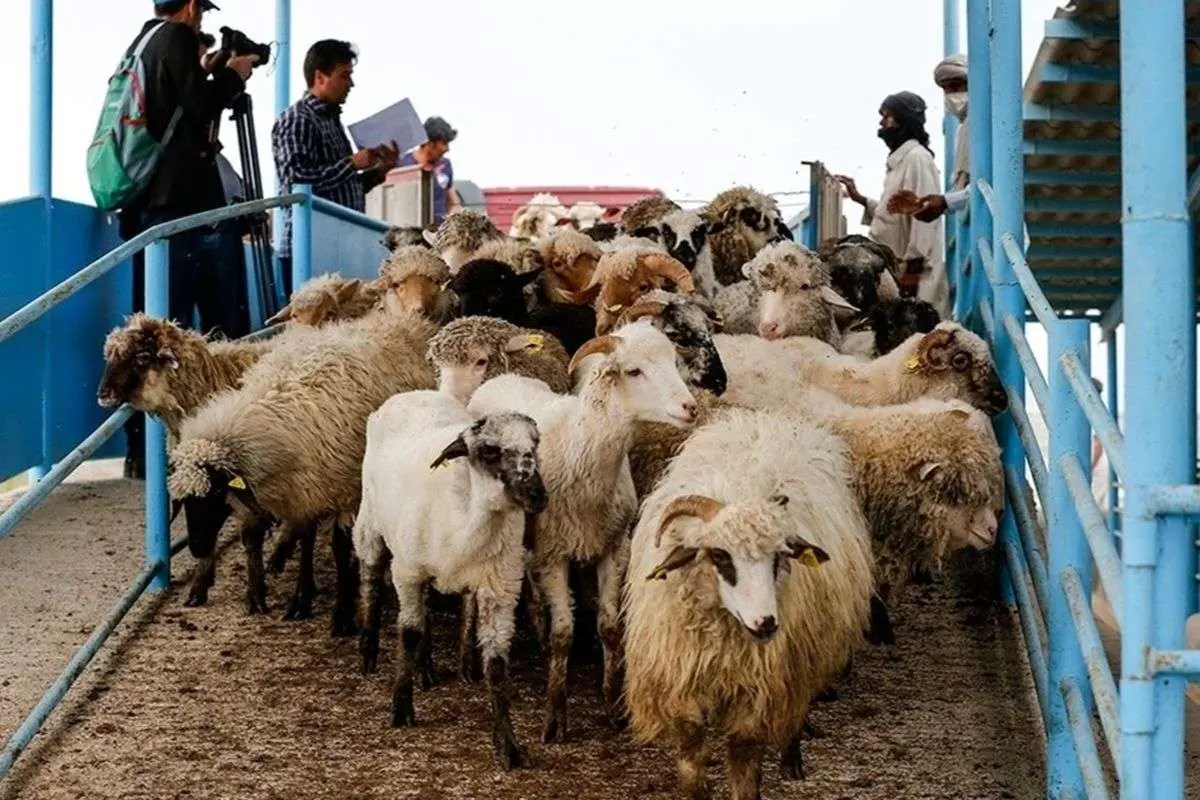افزایش قیمت گوسفند زنده در بازار+ جدول