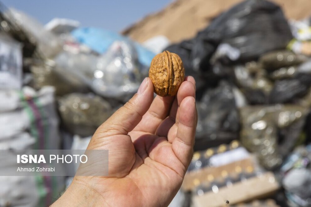 عکس/ جاسازی مواد مخدر داخل گردو