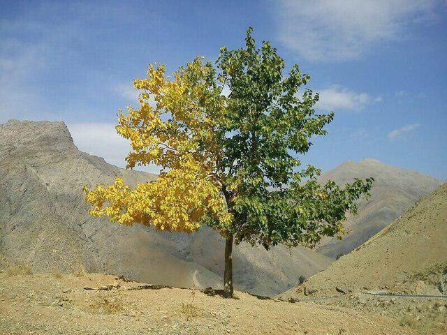 درختی در کرج