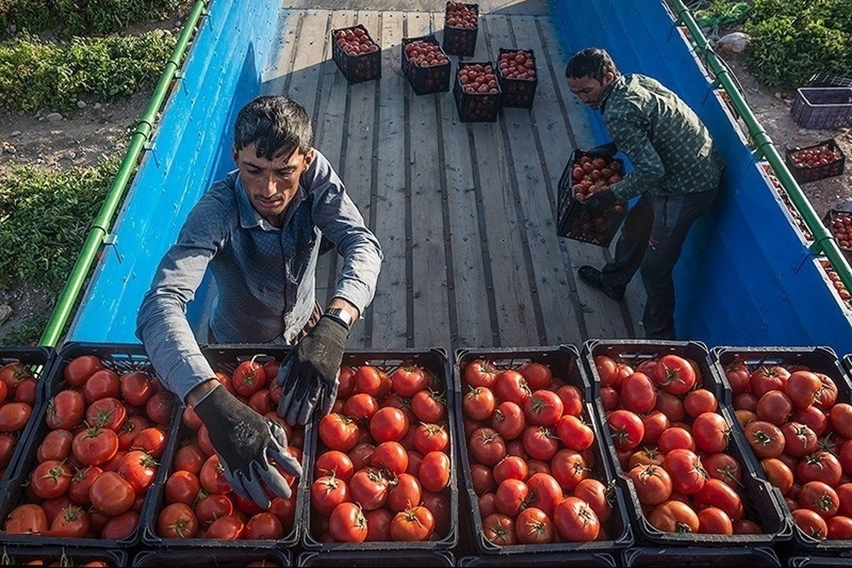 بلوای خیار و گوجه‌فرنگی