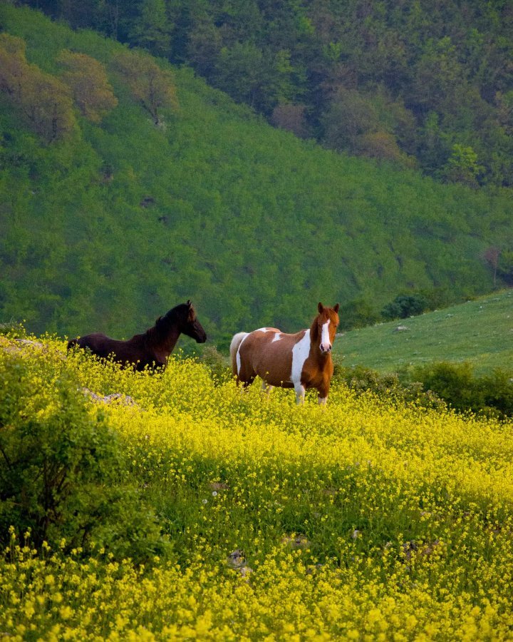 اسب‌های وحشی در رضوانشهر گیلان