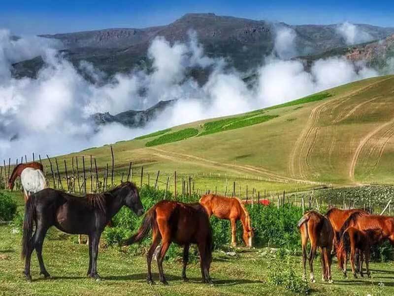 اسب‌های وحشی در رضوانشهر گیلان