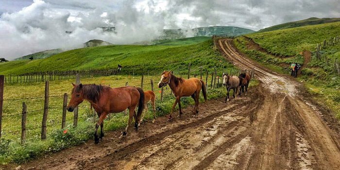 اسب‌های وحشی در رضوانشهر گیلان