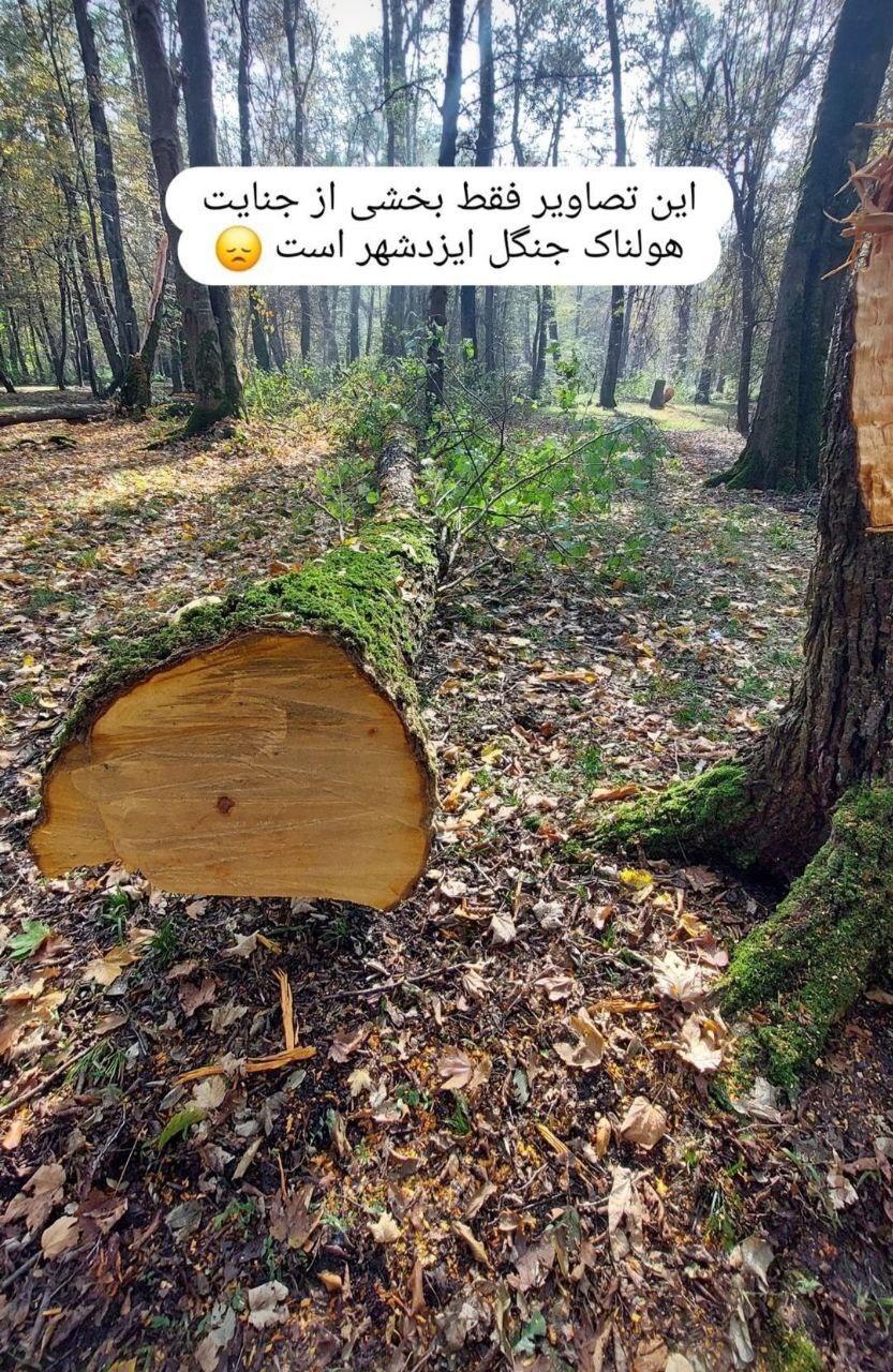 درختان جنگل ایزدشهر