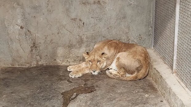 تلف شدن یک قلاده شیر الیمالات نور