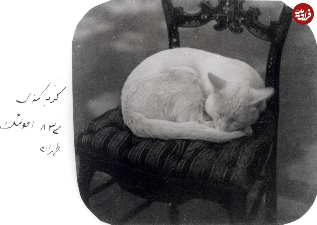 گربه ناصرالدین شاه در حال استراحت روی صندلی سلطنتی