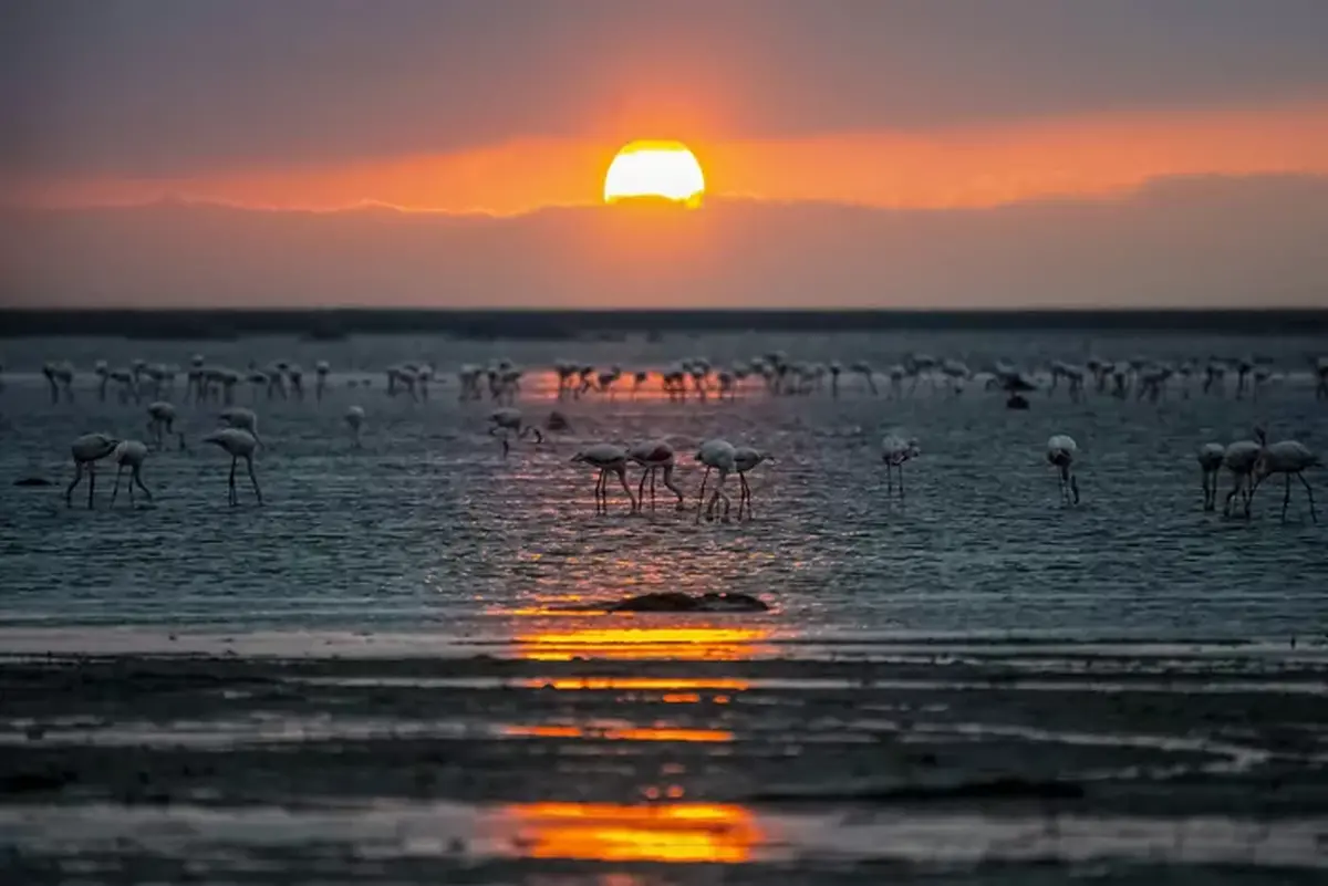 سوگ سیاوش برای پرنده‌های مهاجر میانکاله