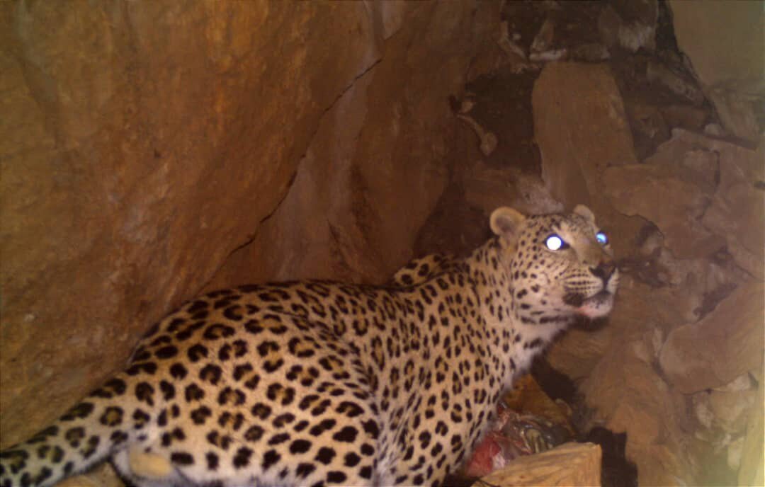 پلنگ ایرانی